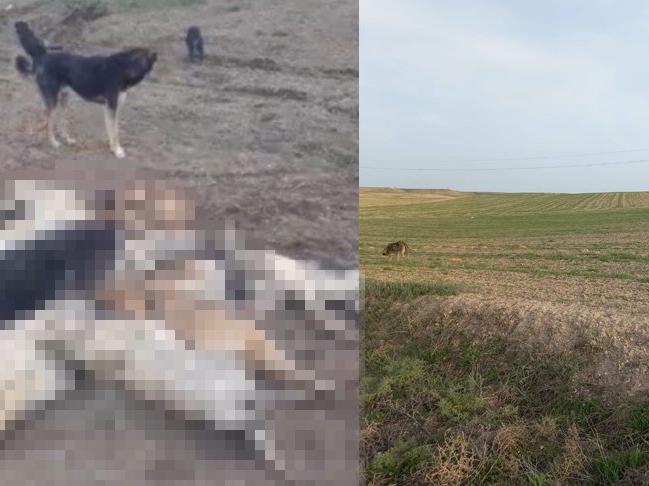 Tüyler ürperten olay: Kırsal araziye bırakılan 11 köpek açlıktan öldü