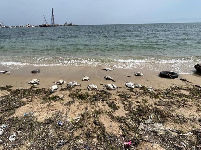Sinop sahilinde yine kara gerdanlı dalgıç ölümleri