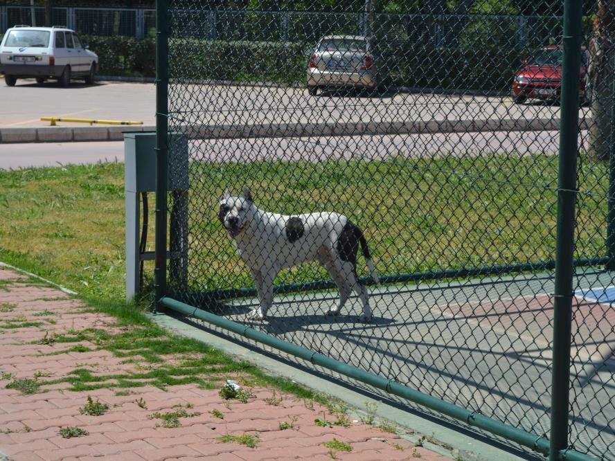 İzmir'de pitbull dehşeti - Sözcü