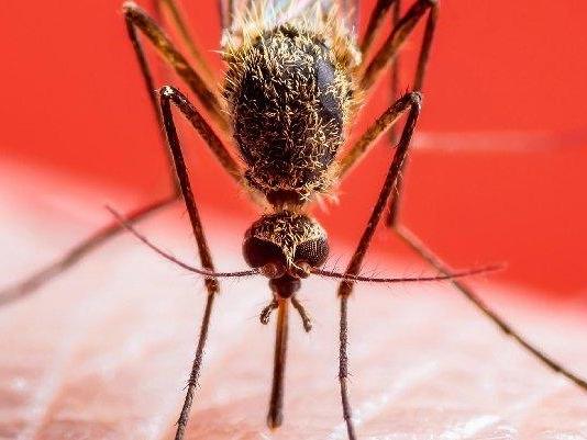 Prof. Dr. Alptekin: Yurt dışı kaynaklı sıtma vakalarında artış görülüyor