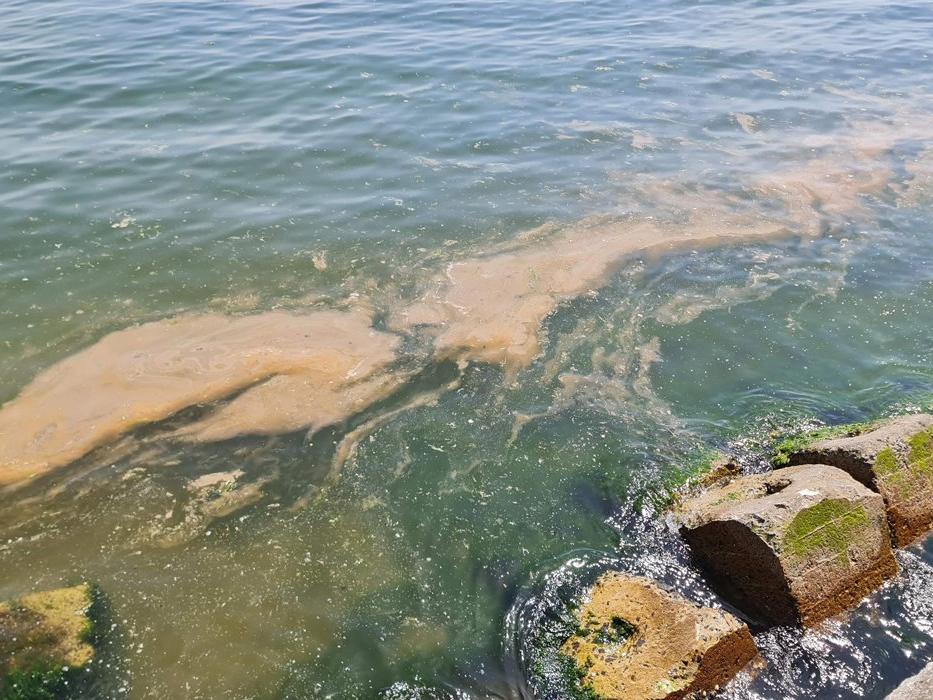 Tekirdağ kıyılarında plankton kirliliği
