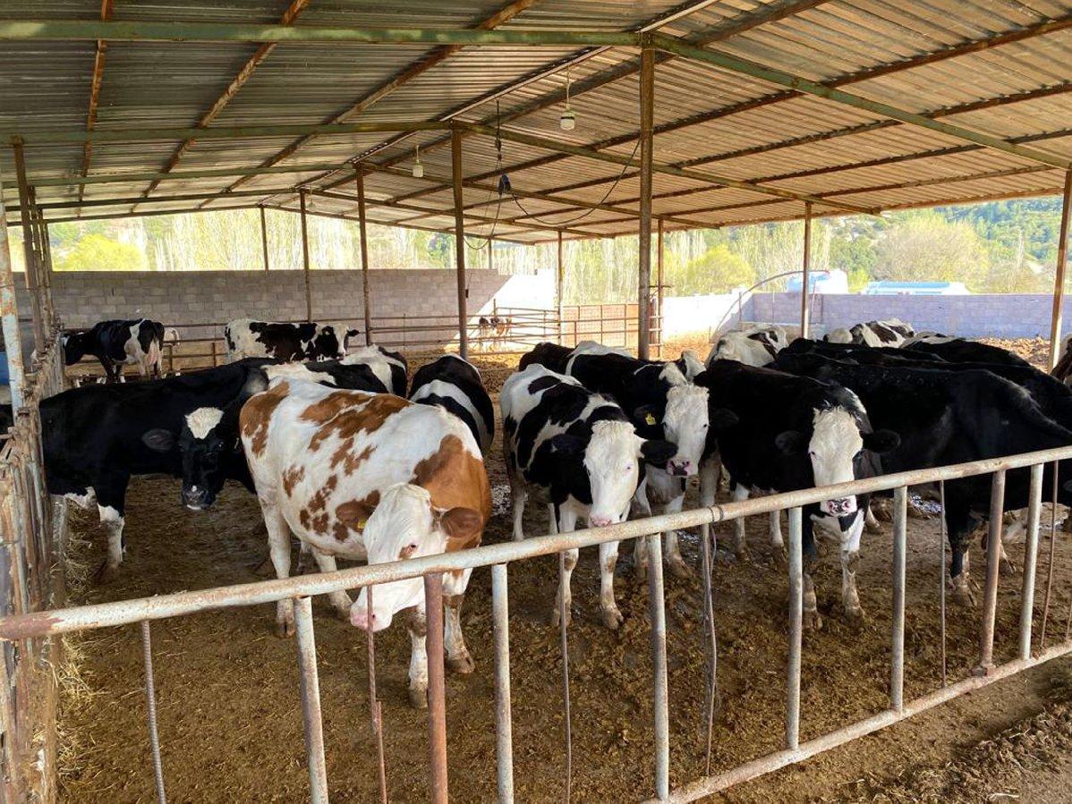 Hayvancılıkta alarm: Süt üretecek hayvan bulunamayacak