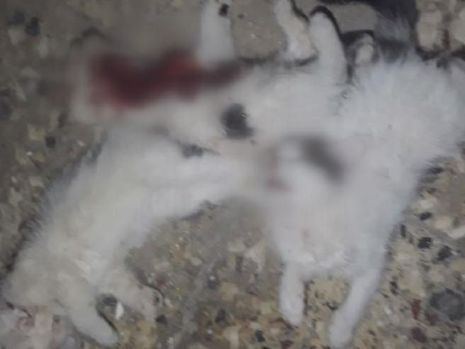 4 yavru kedi, boğazları ve karınları kesilmiş olarak bulundu