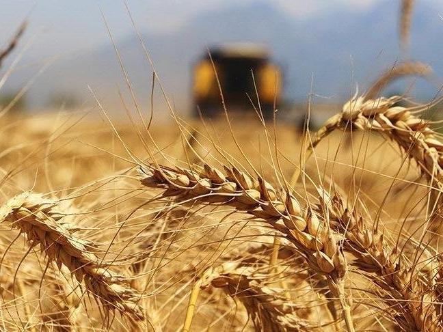 TMO'dan 100 bin tonluk ekmeklik buğday ithalatı
