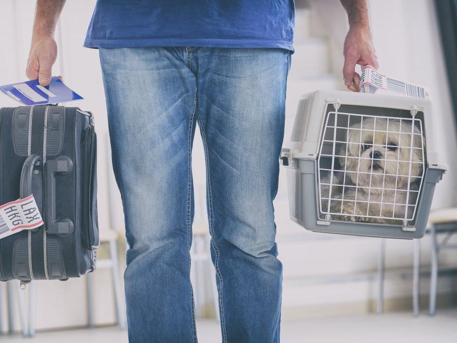Evcil hayvanlarını Hong Kong'dan çıkarmak için özel jetler kiralıyorlar
