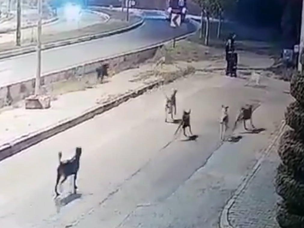 Sokakta yürürken köpek sürüsünün saldırısına uğradı!