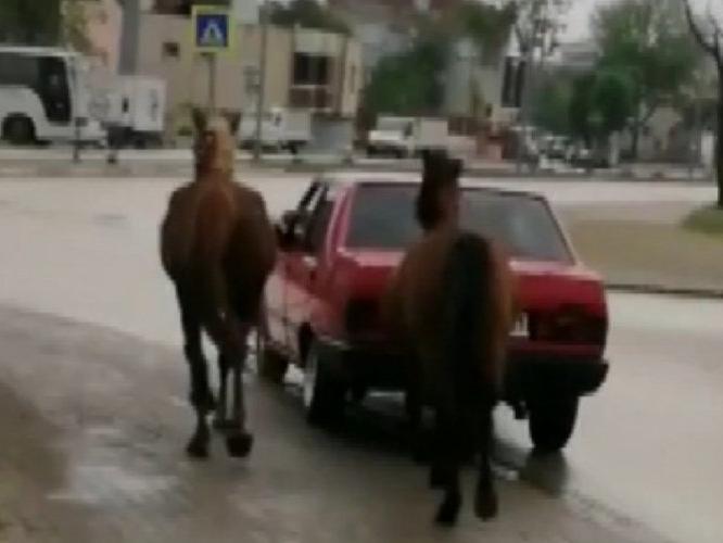 Aracına bağladığı atları çeken sürücüye ceza