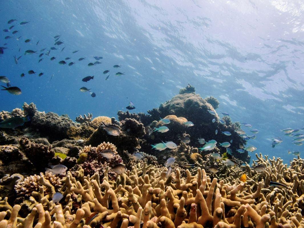 Araştırmacılar küresel ısınma için alarm veriyor: Deniz yaşamı tehlikede