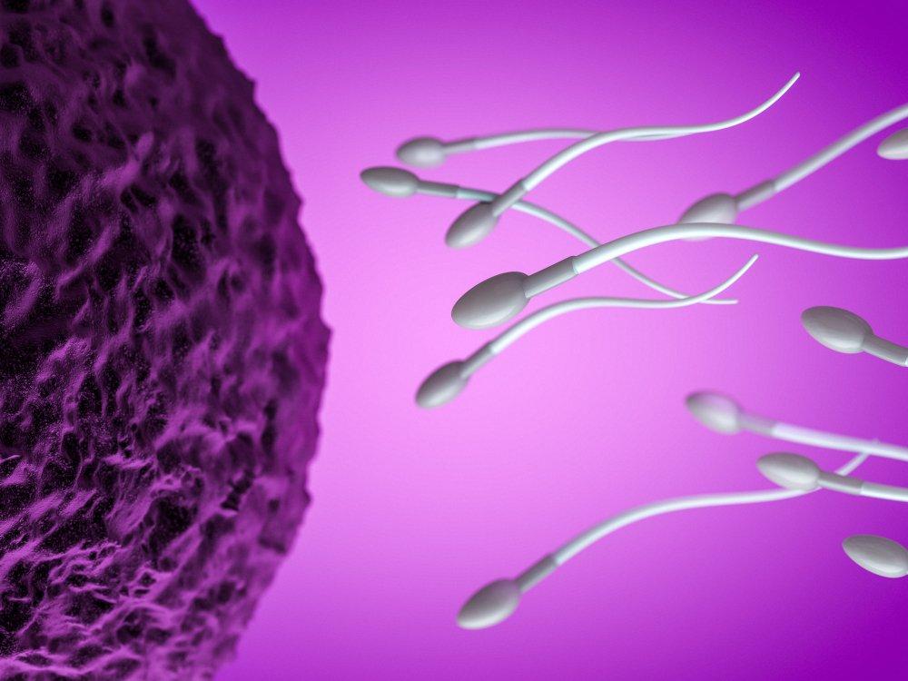 Obez ve zayıf erkekleri karşılaştırdılar: Sperm uyarısı