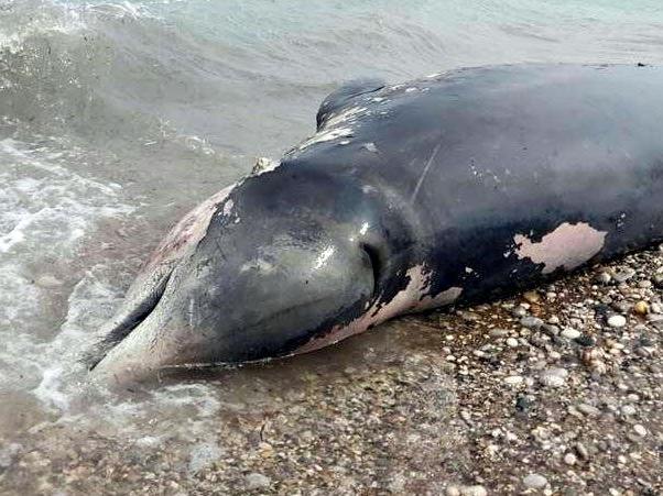 Ölü balinanın karnından 15 kilo plastik çıktı