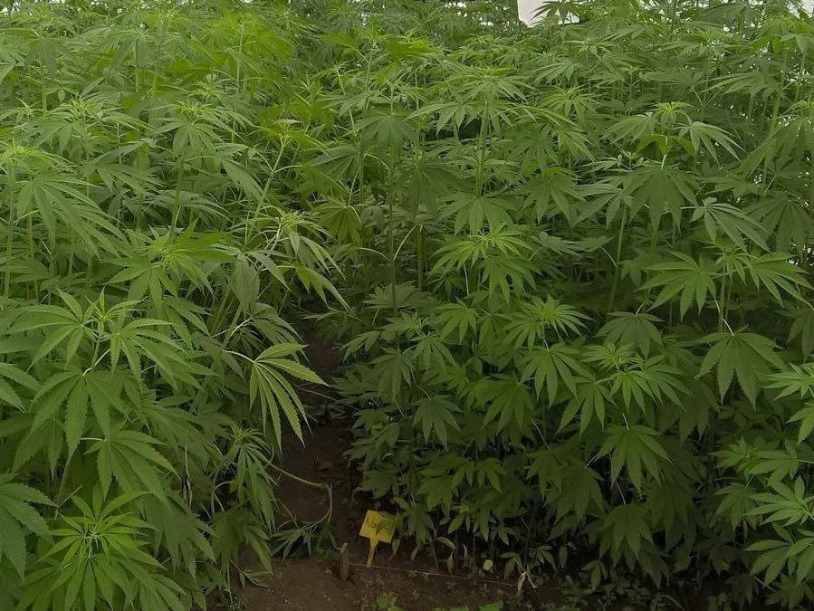 Kenevirleri yakarken suçüstü yakalandılar