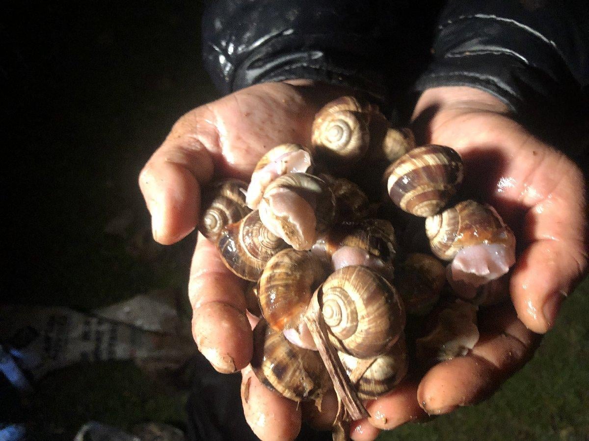 Adana'da salyangoz toplayıp satıyorlar