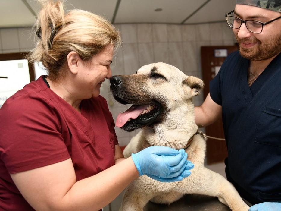 Kamyonet arkasında sürüklenen köpek tedaviye alındı