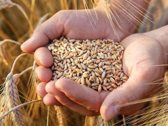 İran’ın 7 milyon ton buğday ithalatına ihtiyacı var