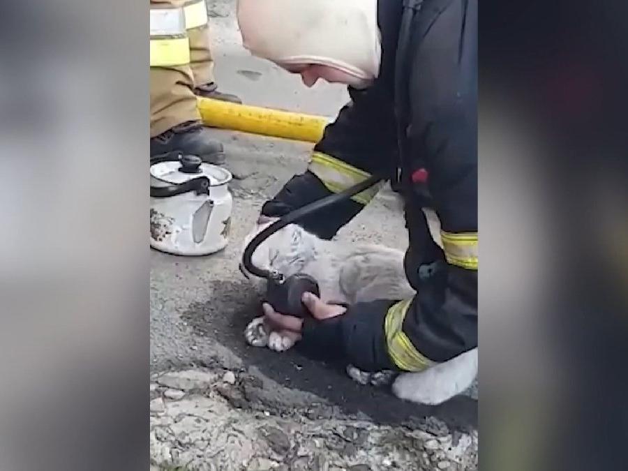 Yangından kurtarılan kediyi oksijen takviyesiyle hayata döndürdüler