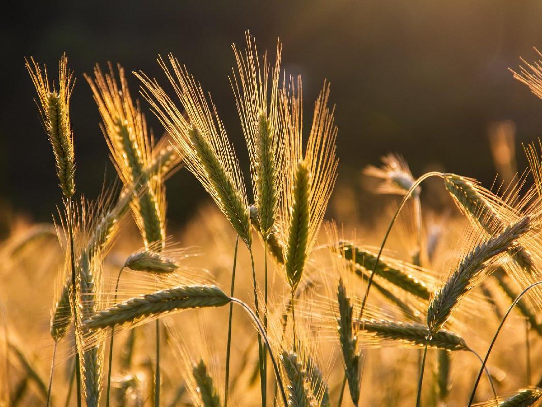 Ukrayna'da kalan 20 milyon ton buğday için AB'den eylem planı