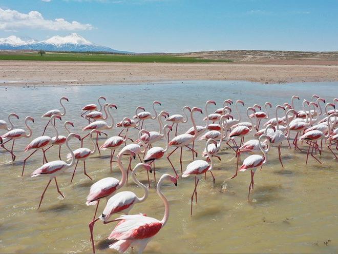 Flamingoların Aksaray molası