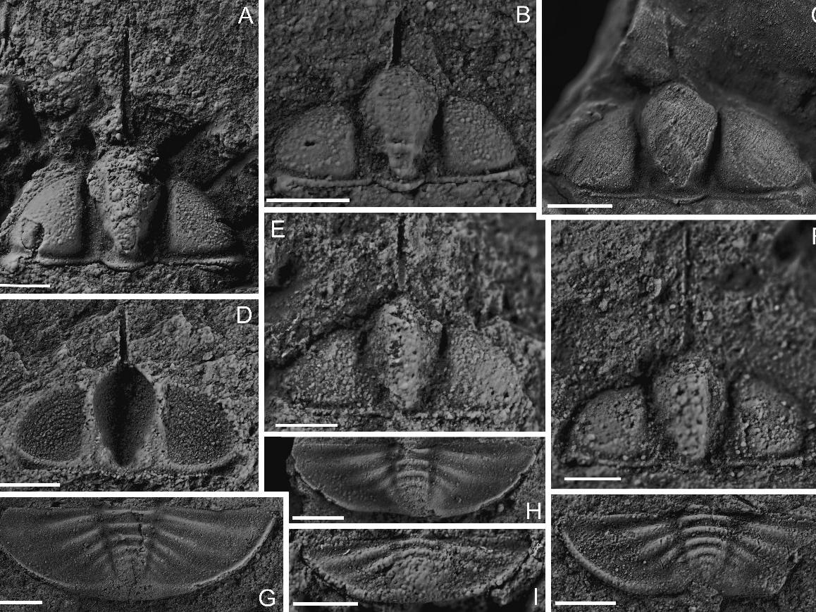 Çin'de trilobit fosili bulundu