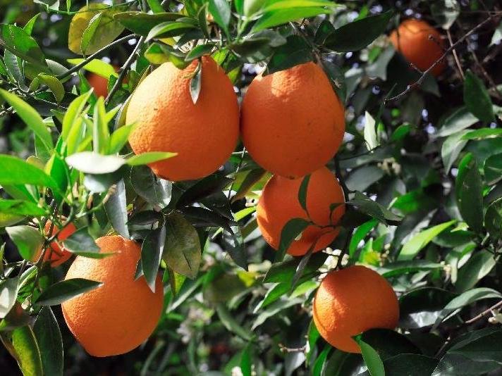 Finike portakalı için tehlike çanları