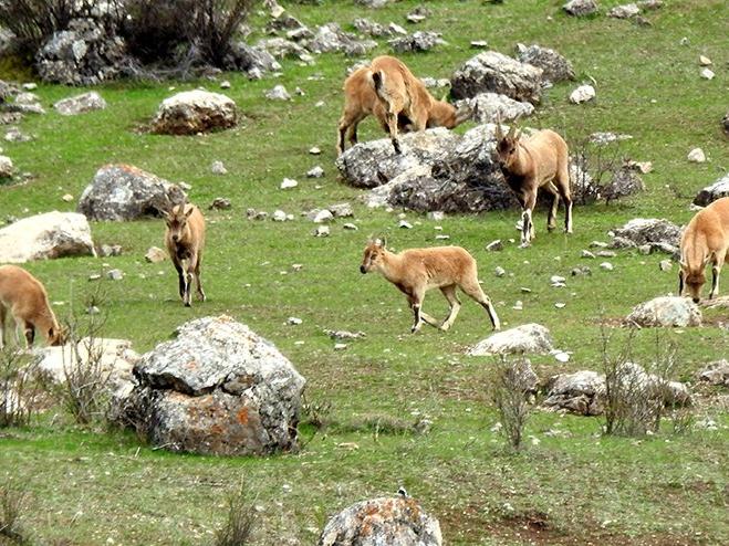 Yaban keçileri Munzur Dağları'na güzellik katıyor