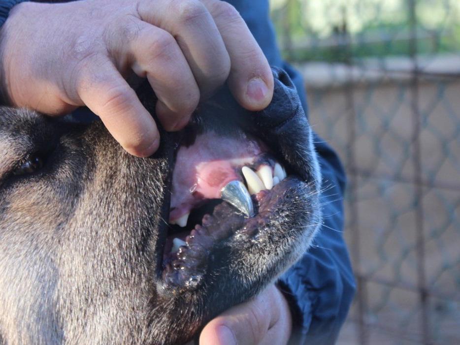 Köpeğine kromdan protez diş yaptı