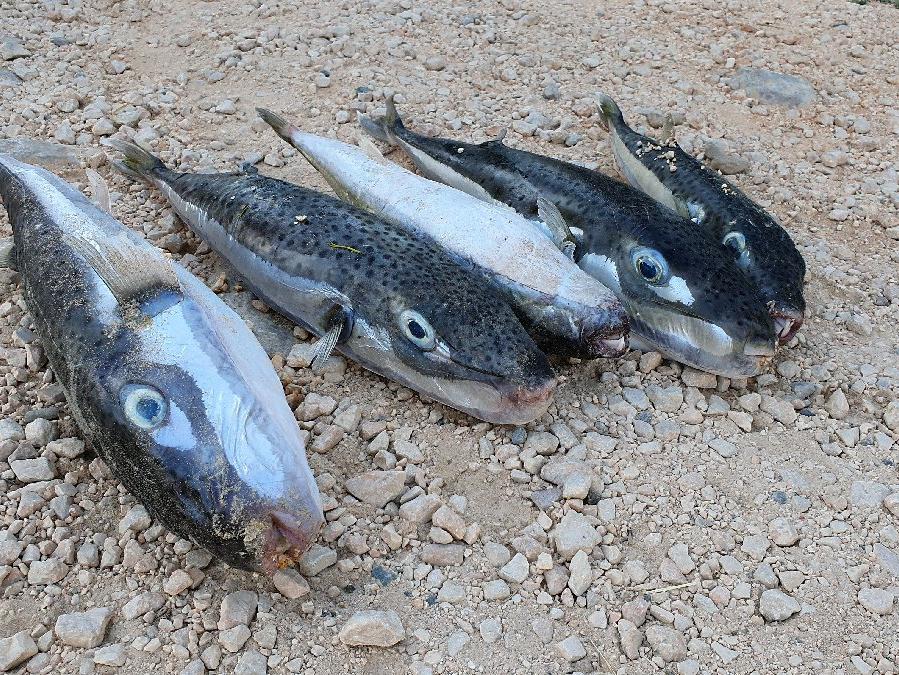 Sahile vuran balon balıklarını yiyen 11 kedi zehirlendi