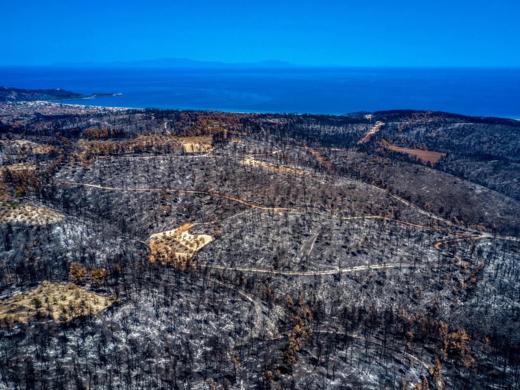 AKP vekilden 'orman' çıkışı: Yangınlar arttı, çok fazla ağaç kesiliyor