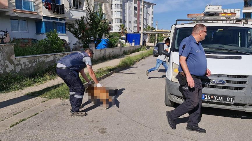Tire'de 6 köpek ile 2 kedi zehirlenerek öldürüldü