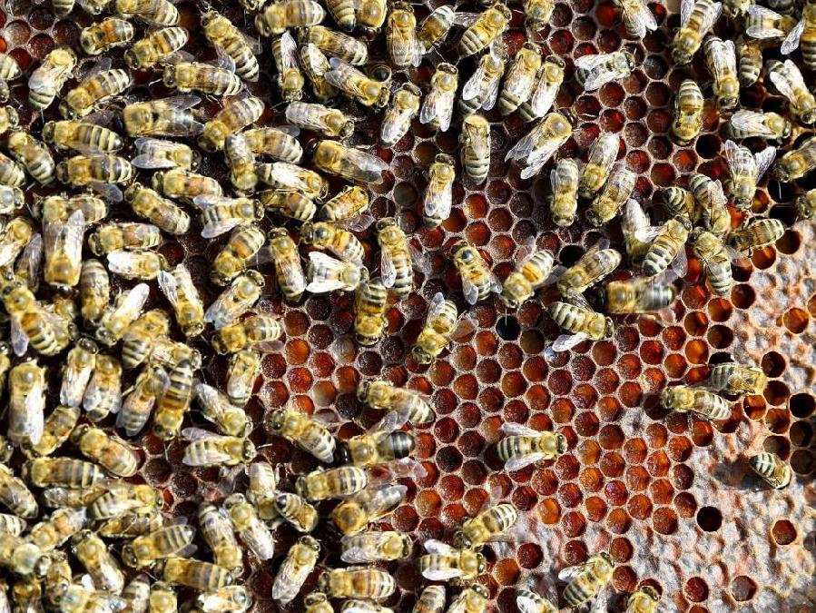 Şekerdeki kriz arıcılığa sıçradı: Binlerce arı telef oldu
