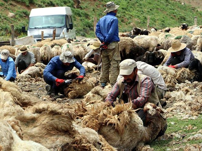 Cilo Dağı eteklerinde 600 küçükbaş hayvanla koyun kırkma mesaisi