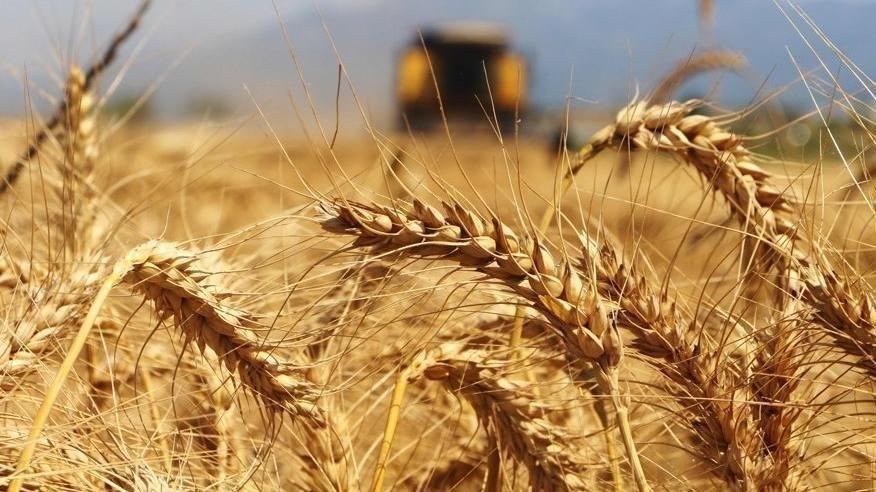 Türkiye Venezuela'da buğday üretecek