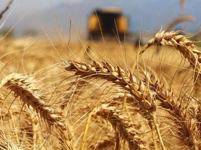 Türkiye Venezuela'da buğday üretecek
