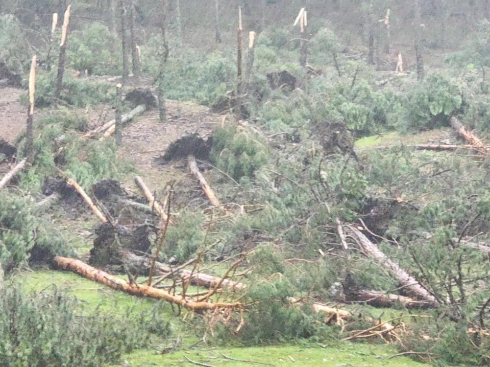 Kütahya'da hortum paniği: 80’e yakın ağaç devrildi