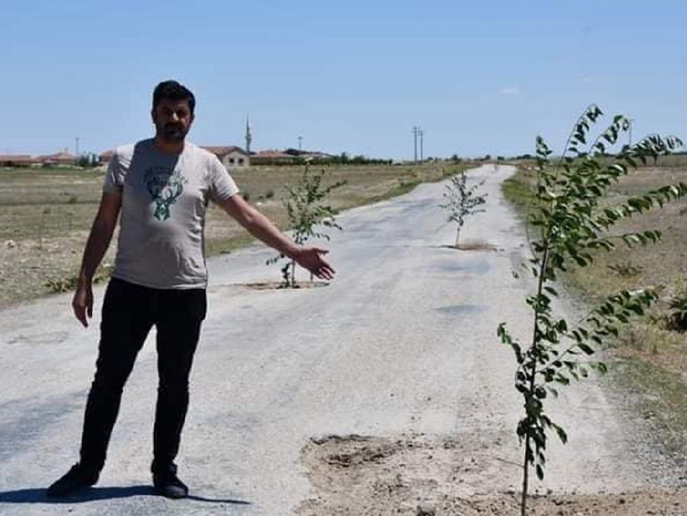 Bozuk yola vatandaş ağaç dikti! AKP'li başkan suç duyurusunda bulundu