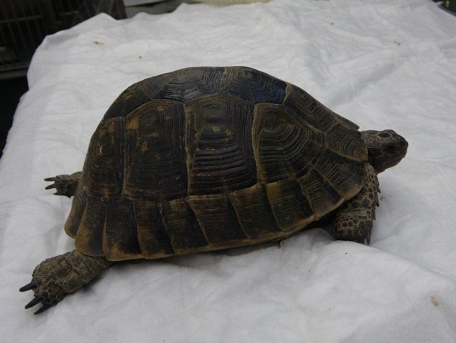 Marmaris’teki yangında dumandan zehirlenen kaplumbağa hayata döndürüldü