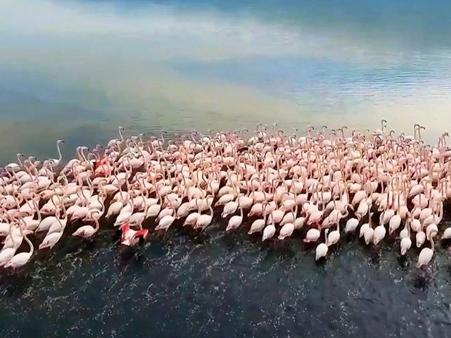 Acıgöl'de flamingo şöleni