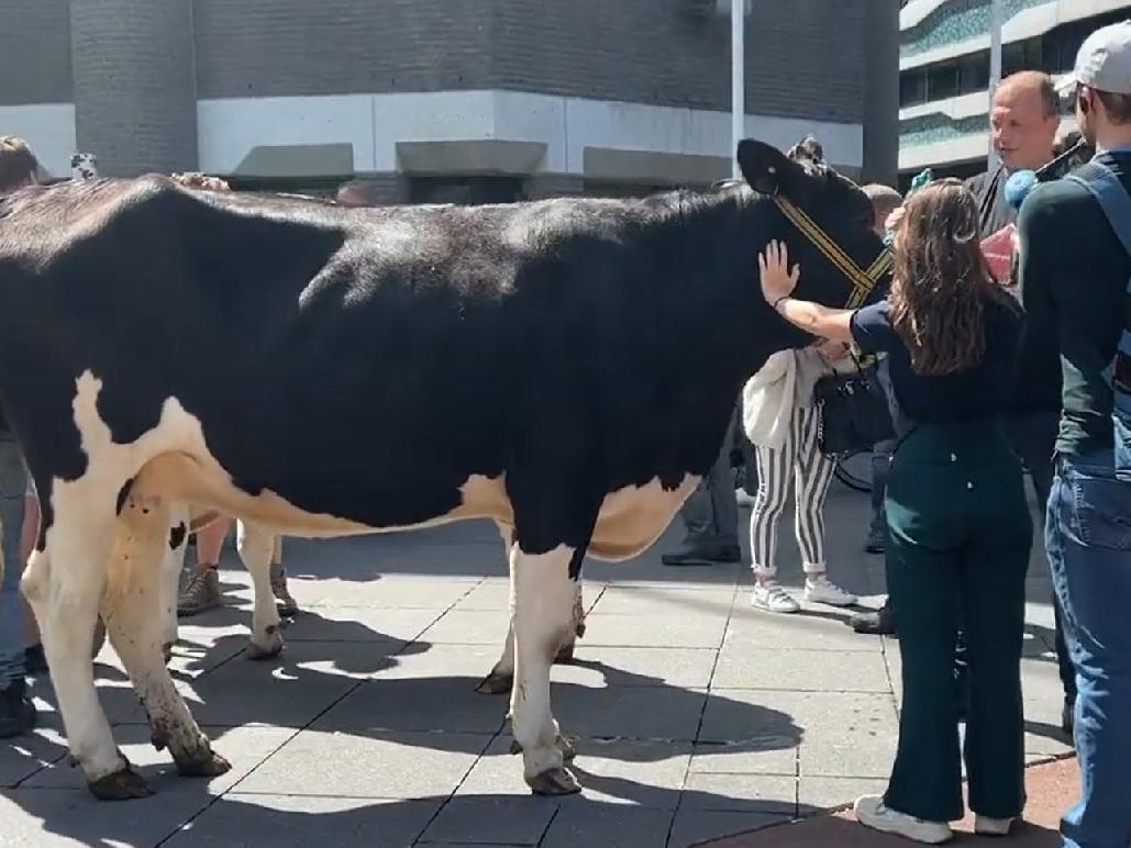 Hollanda'da iklim planını protesto eden çiftçiler, inekleriyle meclisi bastı