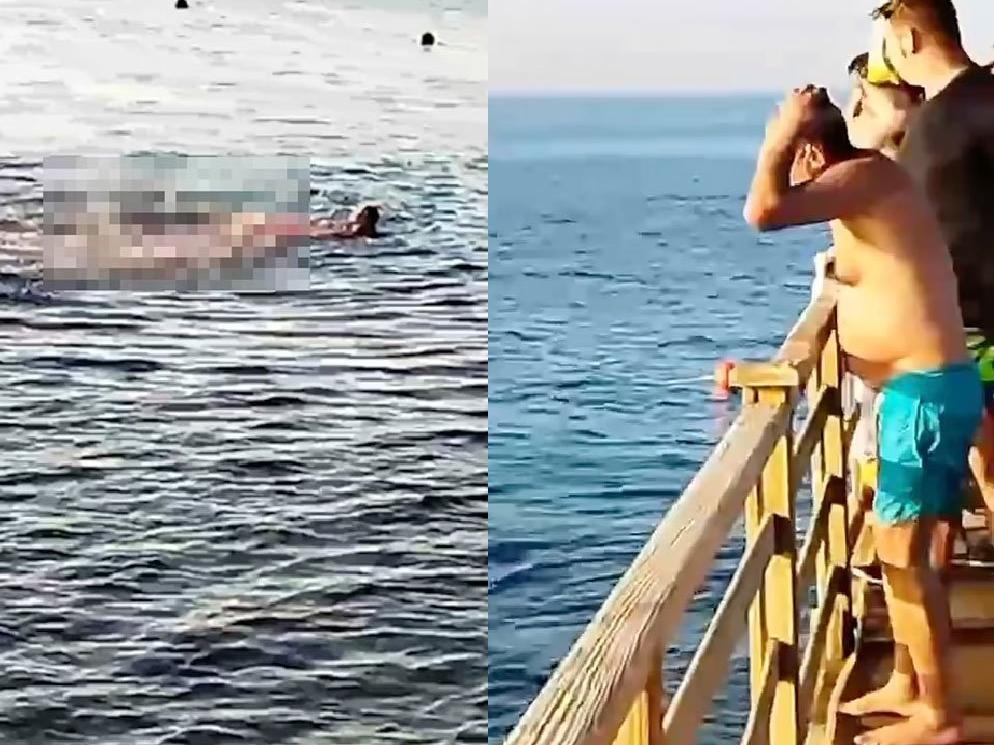 Mısır'da korkunç köpekbalığı saldırısı: Denizin ortasında can pazarı yaşandı...