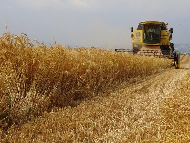 Arpa, buğday ithalatında dünyada ilk üçe girdik