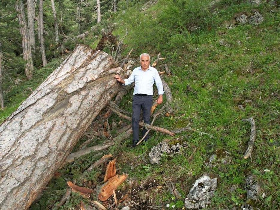 AKP’li vekil ağaç katliamına isyan etti: Üzüntüden kahroldum
