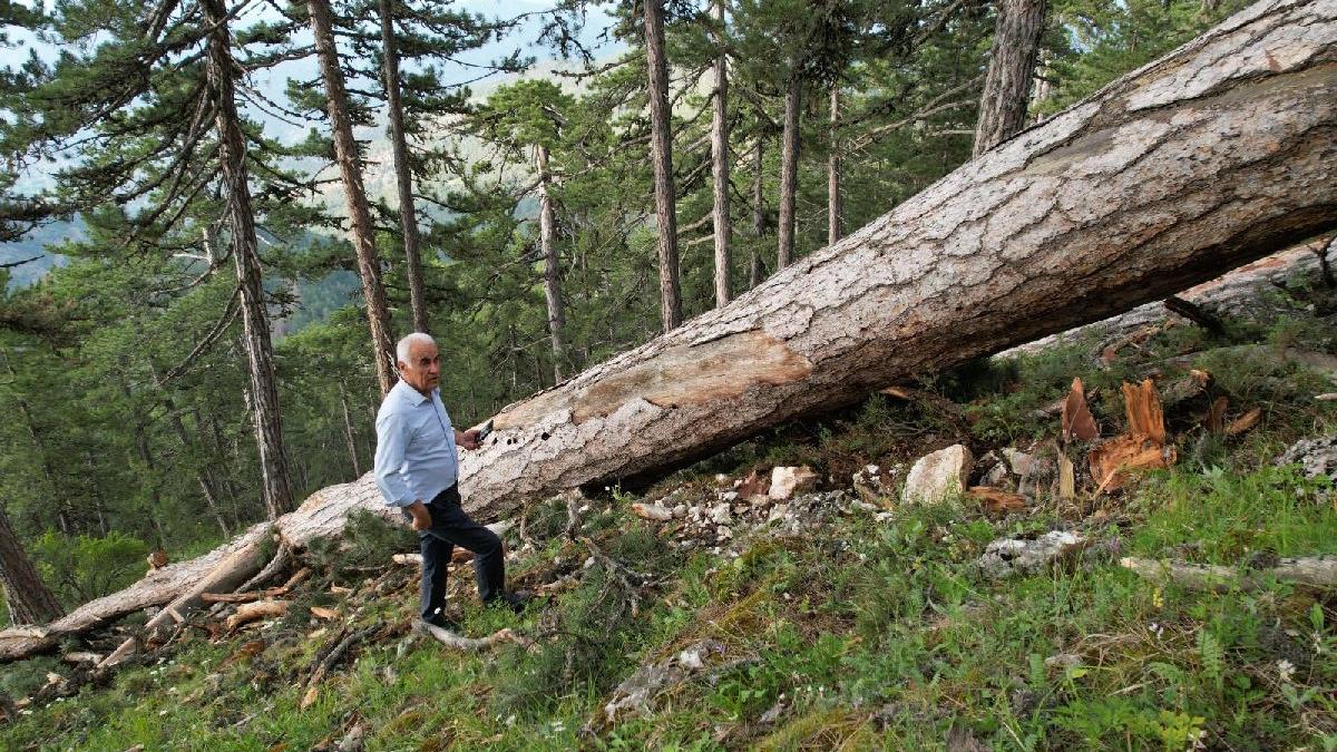 Orman Genel Müdürü: Kesilen ağaçlar ekonomik ömrünü tamamlamıştır