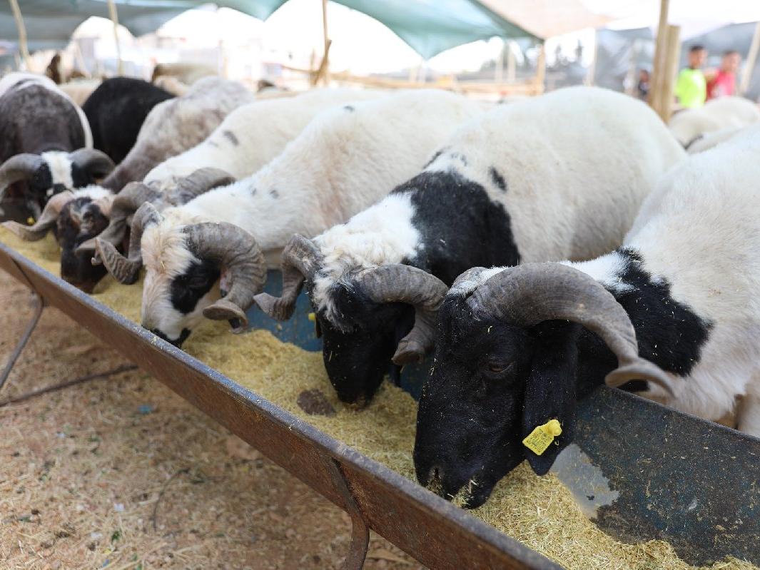 Kurban ne zaman kesilir? Kurban kesim vakti ne zaman başlar, biter?