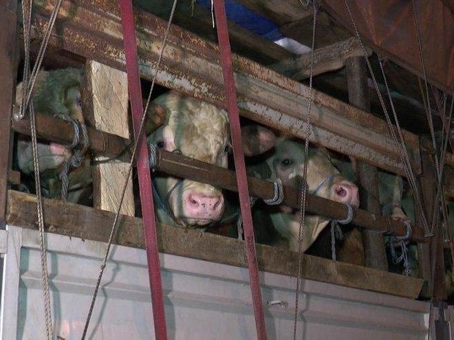 İstanbul'da Kurban Bayramı tedbirleri