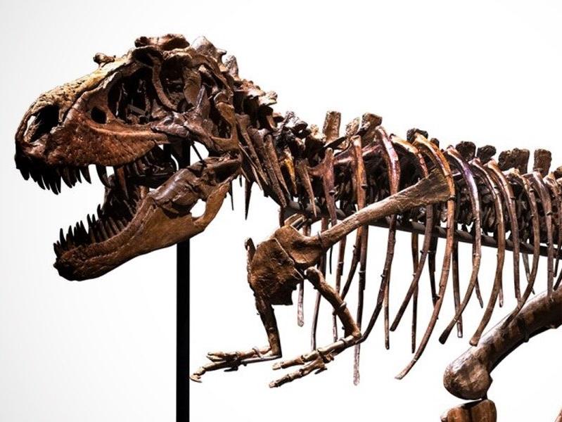 Dinozor iskeleti açık artırmada: 8 milyon dolar bekleniyor
