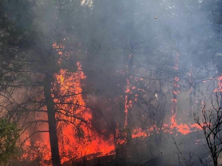 Edirne'de orman yangını: Ekipler ve vatandaşlar müdahale etti