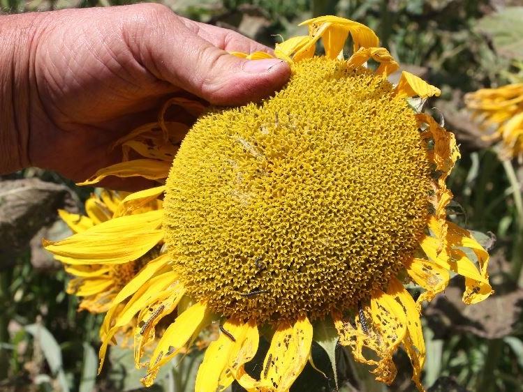 Trakya'da ayçiçeği tarlalarında 'çayır tırtılı' istilası