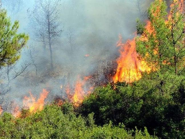 Muğla için 'orman yangını riski' uyarısı yapıldı