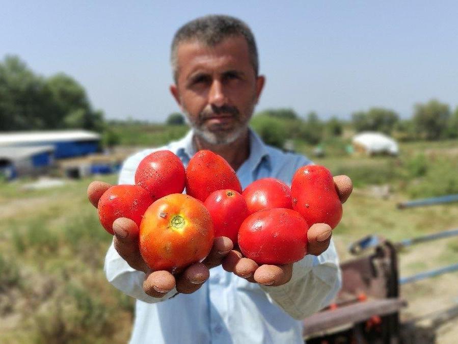 Yaz günü domates lüks oldu: Pazarda fiyatı 30 liraya çıktı