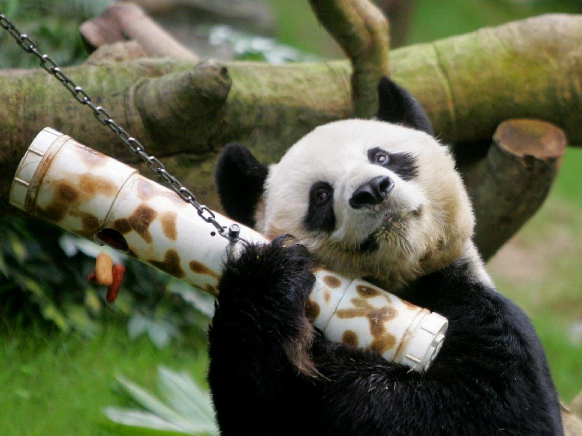 Dünyanın en yaşlı erkek pandası hayatını kaybetti
