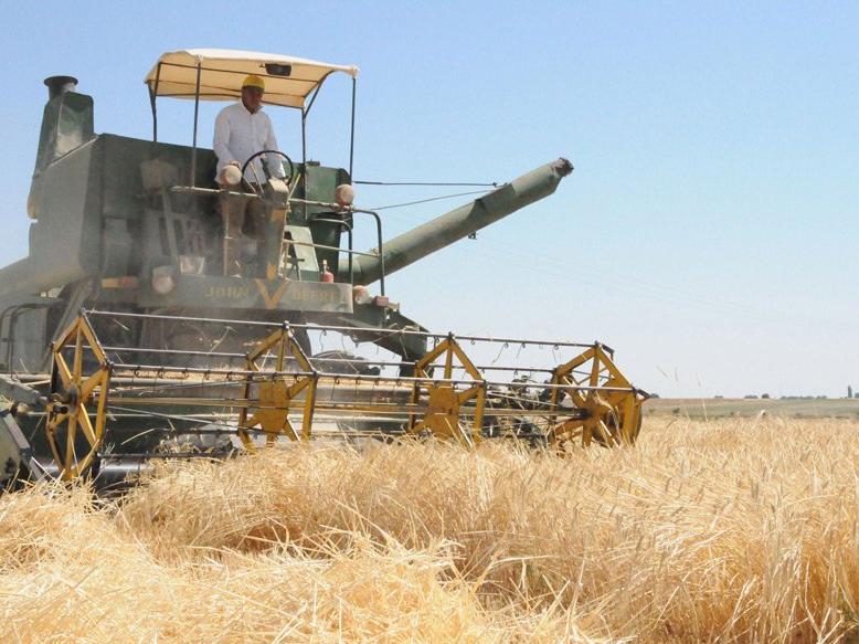 Çiftçilere buğday için 1 TL, arpa için 0,50 TL prim desteği ödenecek